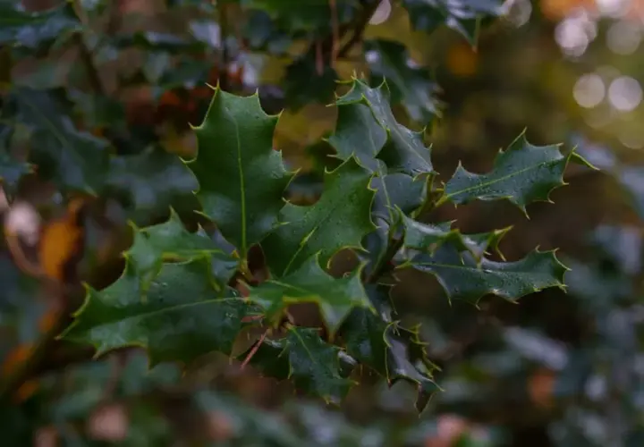 Hojas de acebo con gotas de agua. Estas fotos de acebo muestran la planta sana, sin signos de enfermedades.