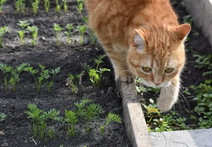Gato naranja curioso inspecciona un huerto de zanahorias. ¿Cómo ahuyentar gatos sin dañarlos?