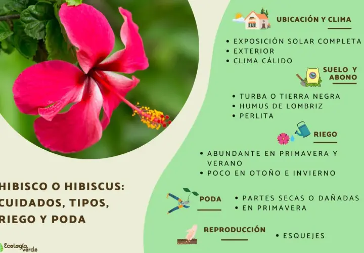 Flor de *Hibiscus syriacus* rosa vibrante, con información sobre cuidados, riego y poda.