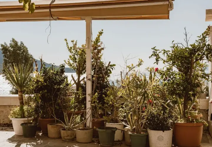 Variedad de plantas exterior en macetas, con el mar y el cielo azul de fondo.