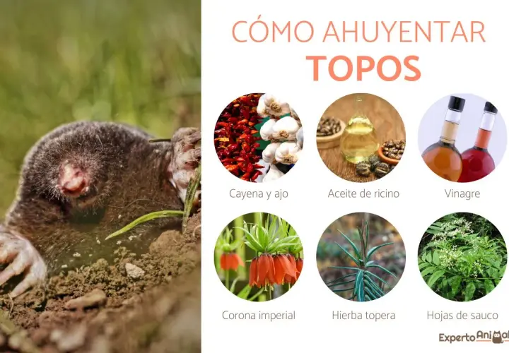 Un topo emerge de la tierra. La imagen muestra ingredientes para un veneno casero para topos: cayena, ajo, aceite de ricino, vinagre, corona imperial, hierba topera y hojas de sauco.