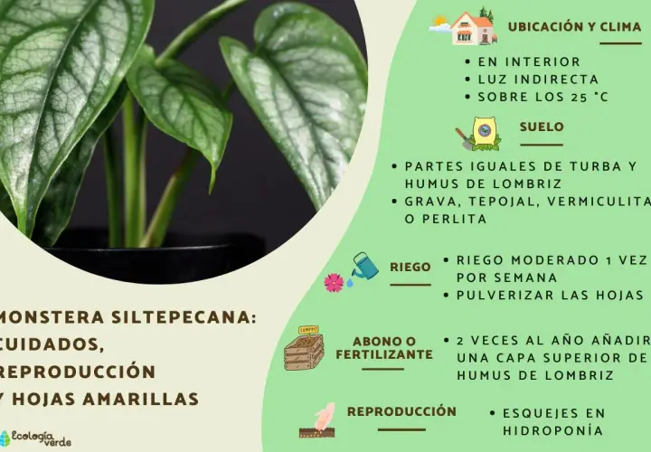 Guía de monstera siltepecana: cuidados, ubicación, suelo, riego y reproducción. ¡Mantén tus hojas verdes!