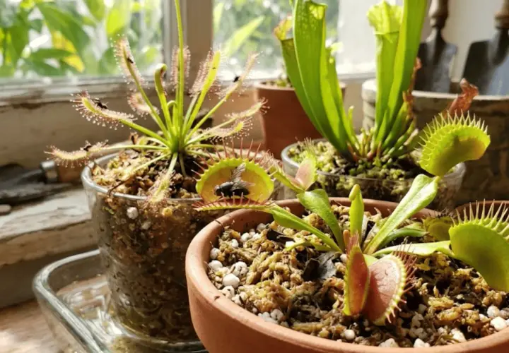 Varias plantas carnívoras, incluyendo una Venus atrapamoscas con una mosca, y una planta rocío del sol con insectos.