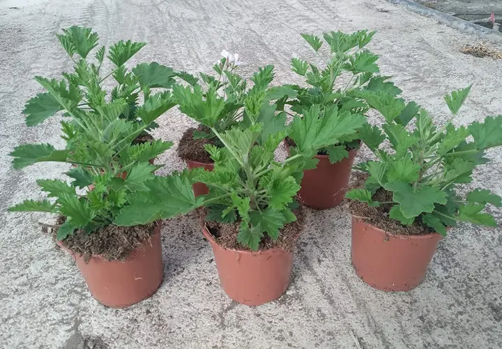 Plantas de citronela en macetas. Recuerda que la citronela es tóxica para los gatos, manténlas alejadas de tus mascotas.