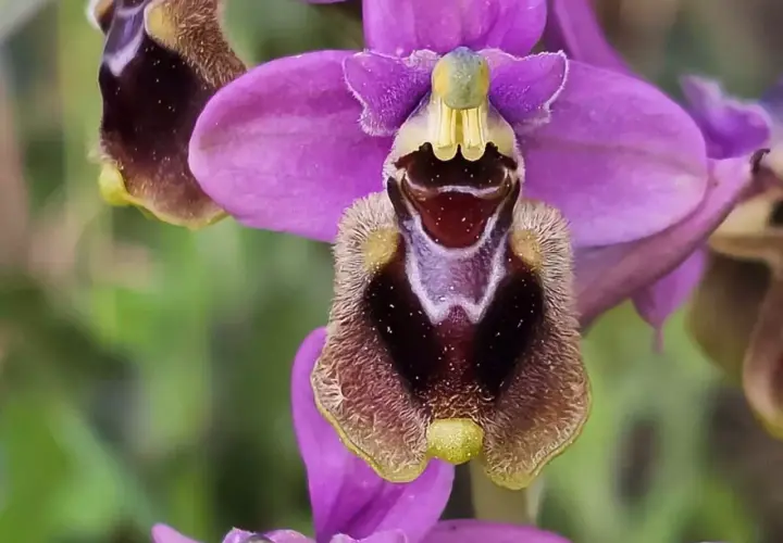 Orquídea salvaje planta con pétalos morados y un labelo aterciopelado que simula un insecto.