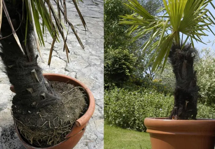 Palmera en maceta con tronco peludo y hojas verdes. A la izquierda, se ve la base en una maceta de terracota. A la derecha, la palmera en maceta en un jardín.