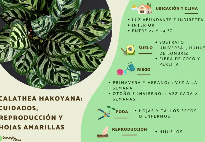 Calathea makoyana: cuidados, ubicación, suelo, riego, poda y reproducción. Luz indirecta, interior, 22-24°C.