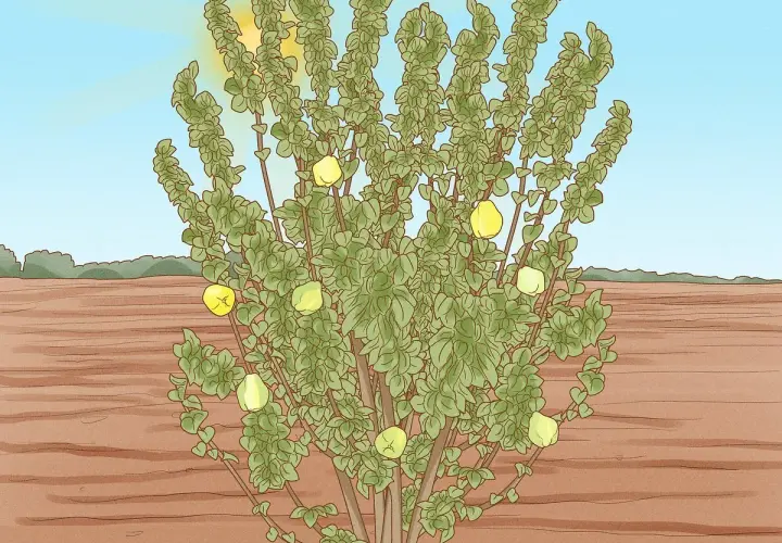 Un frondoso árbol de membrillo, con frutos amarillos colgando de sus ramas, se alza bajo un sol radiante en un campo árido.