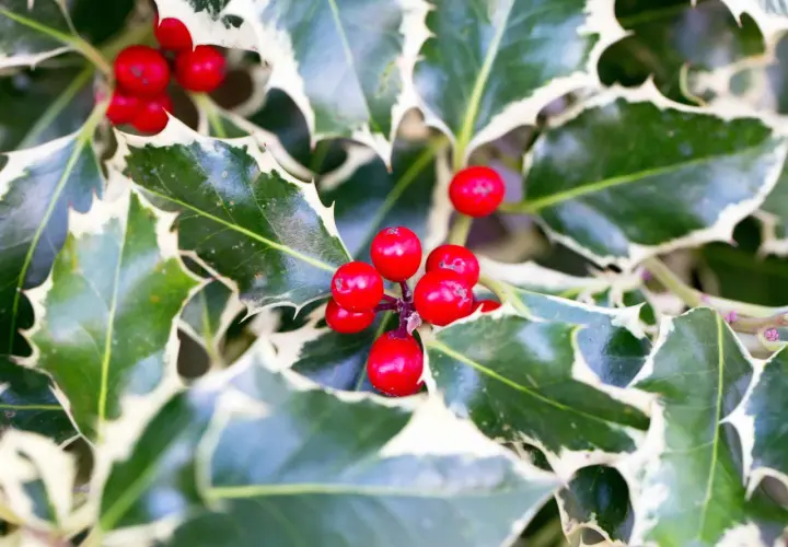 Primer plano de bayas rojas brillantes y hojas de acebo variegadas, mostrando diferentes tipos de acebo.