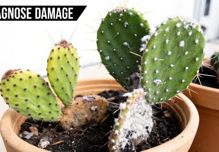 Primer plano de un cactus con manchas amarillas y blancas, indicando posibles enfermedades de los cactus. Fotos de daños.