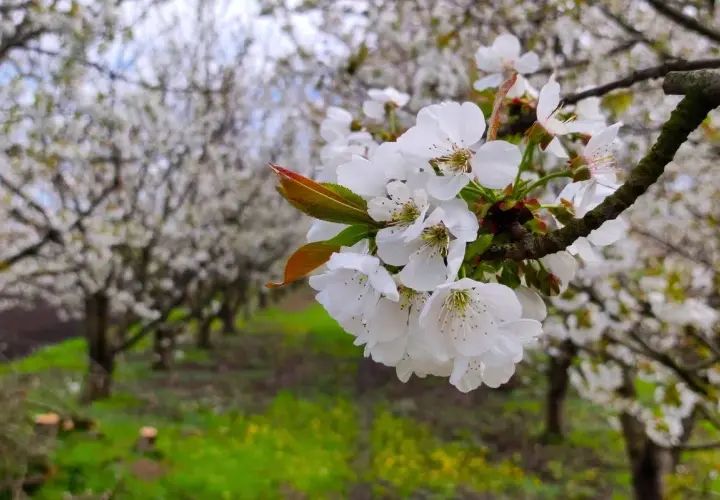 Un primer plano de delicadas flores de cerezos blancas, con un huerto de cerezos en flor al fondo.