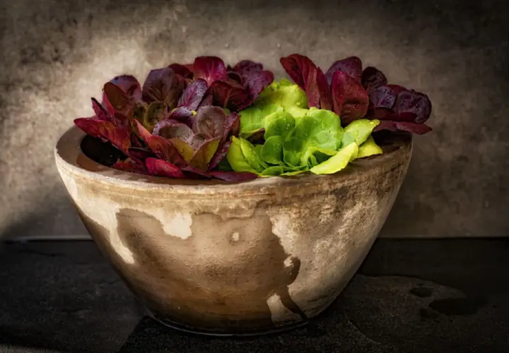 Lechuga en maceta de barro, con hojas verdes y rojas, frescas y con gotas de agua.