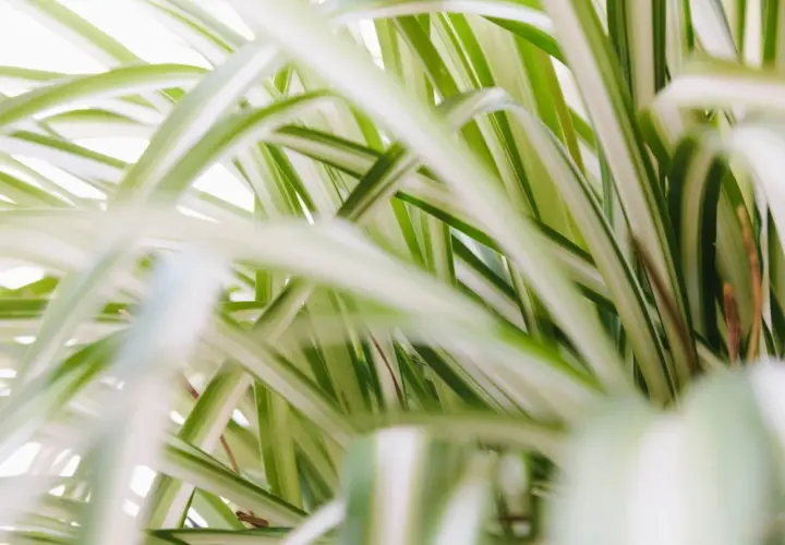 Las cintas de la planta de araña, con sus rayas verdes y blancas, crean un patrón exuberante y desenfocado.