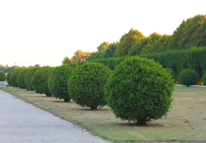 Fila de boj esférico perfectamente podado, mostrando diferentes tipos de boj en un jardín formal.