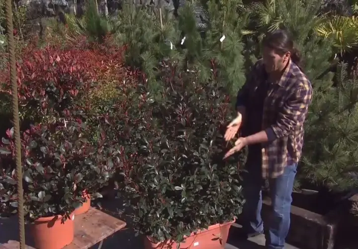 Persona muestra cuidados de photinia en maceta, con arbustos de hojas rojas y verdes en vivero.