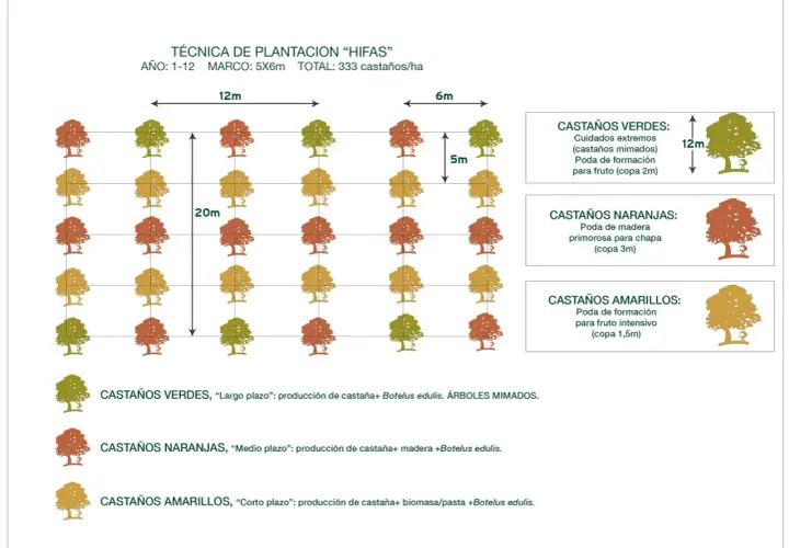 Diagrama muestra la **distancia entre frutales** en un sistema de plantación "HIFAS", con diferentes tipos de castaños y sus cuidados.