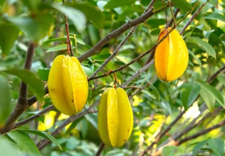 Tres frutas amarillas de tamarindo chino cuelgan de ramas verdes.