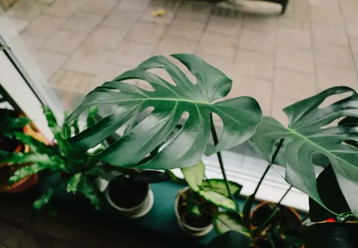 Hojas verdes y brillantes de varios tipos de monstera, con sus característicos cortes, crecen junto a una ventana.