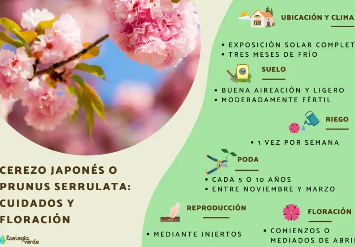 Ramas de un cerezo de flor con pétalos rosados y hojas verdes. La imagen muestra cuidados para el Prunus serrulata.