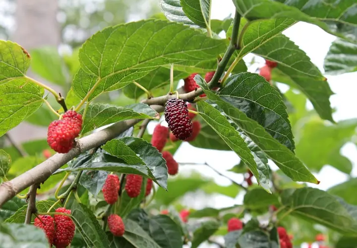 Moras rojas y oscuras cuelgan de las ramas de una morera, algunas con aspecto saludable y otras mostrando signos de enfermedades de la morera.