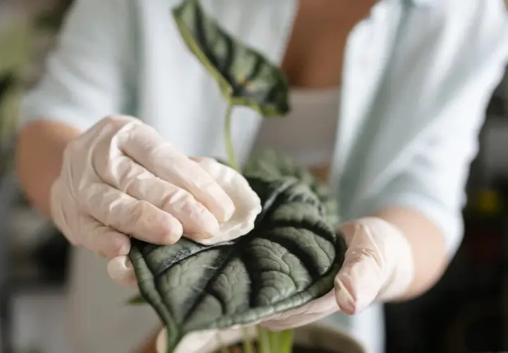 Manos enguantadas limpian suavemente una hoja de planta oscura y texturizada, mostrando cómo limpiar las hojas de las plantas para un brillo saludable.
