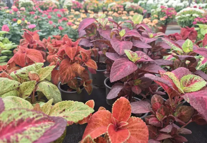 Primer plano de plantas coleo con hojas vibrantes en tonos rojos, verdes y morados, dispuestas en macetas en un vivero.