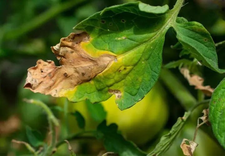 Hoja de tomate con bordes secos y amarillentos, evidencia de hojas quemadas por exceso de abono.