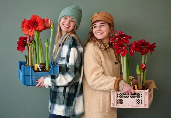 Dos mujeres sonríen, cada una con una caja llena de bulbos de amarilis listos para ser plantados.