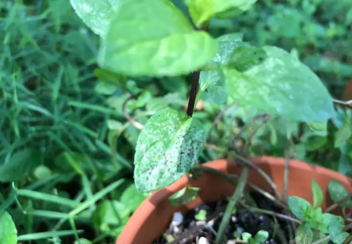 Planta de hierbabuena en maceta, con hojas verdes y algunas manchas blancas, rodeada de césped.