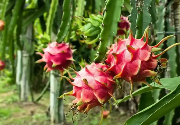 Frutos de pitaya planta, rosados y espinosos, cuelgan de tallos verdes en un huerto.