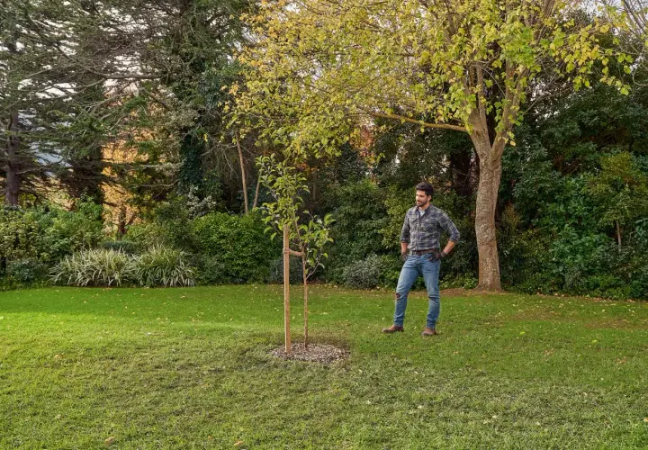 Hombre en un jardín, contemplando un joven árbol. Piensa en cómo arrancar un árbol de raíz, pero este parece bien plantado.