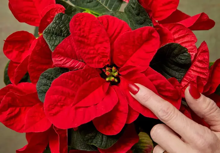 Una mano con uñas rojas toca los pétalos de una flor de pascua, mostrando cómo mantenerla radiante.