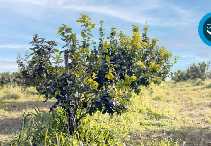 Joven limonero en un campo soleado, listo para la poda. El cielo azul con nubes finas y el césped verde crean un ambiente idílico.