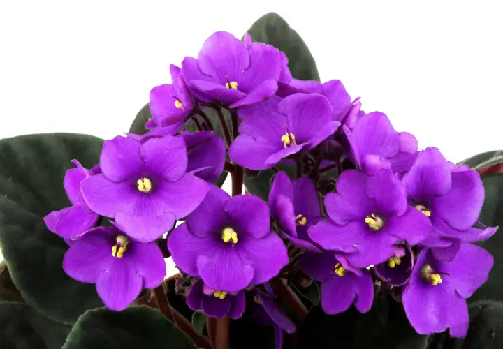 Un grupo de vibrantes flores de violeta africana, con pétalos de color púrpura intenso y centros amarillos, rodeadas de hojas verdes oscuras.