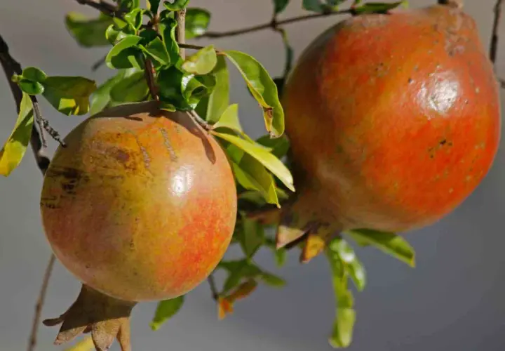 Dos granadas maduras cuelgan de una rama, mostrando las distintas variedades de granados.