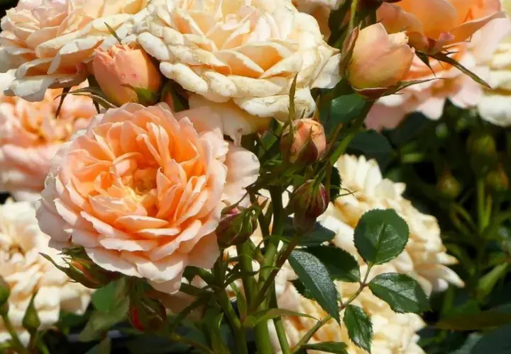 Un ramo de rosas en tonos melocotón y crema, mostrando varios tipos de rosales en plena floración y capullos.