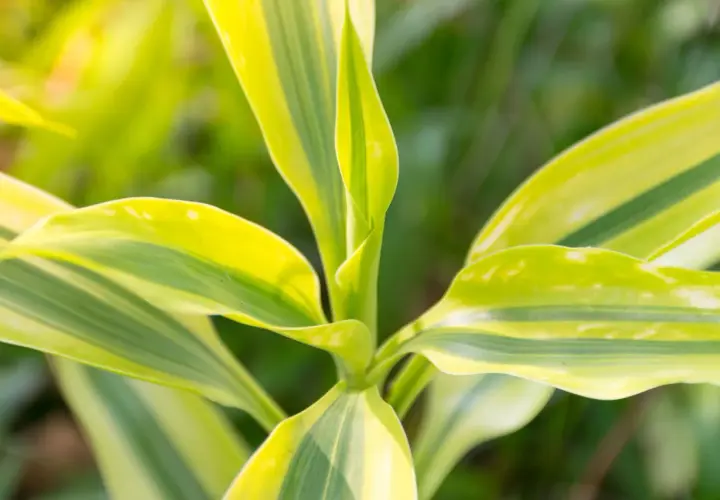Primer plano de un tronco de Brasil con hojas verdes y amarillas, vibrantes bajo la luz del sol.