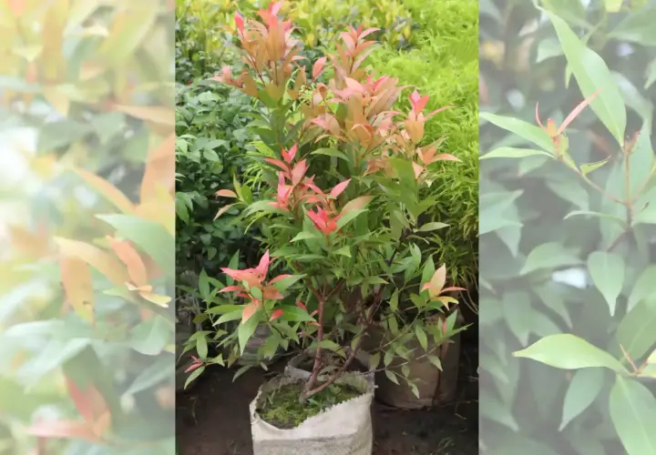 Eugenia planta con hojas rosadas y verdes, lista para embellecer cualquier jardín.