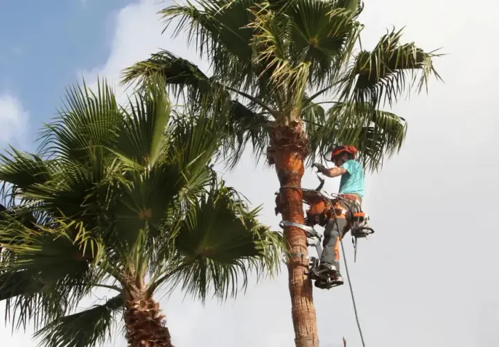 Arbórista en acción, realizando la poda de palmeras. Equipado con arnés y herramientas, trabaja en altura para mantener las palmas saludables y seguras.