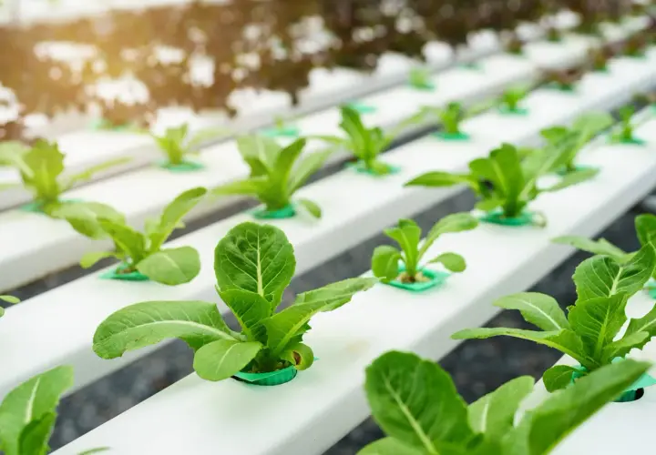 Lechugas creciendo en filas ordenadas en un sistema de cultivo hidroponico, con luz solar filtrándose.