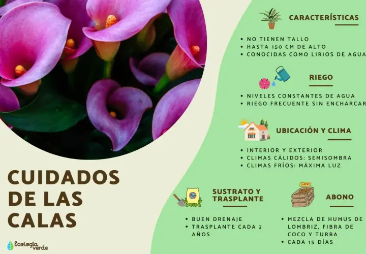 Cuidar calas es fácil, ya que las calas son de interior o exterior. Requieren riego constante y buena ubicación.