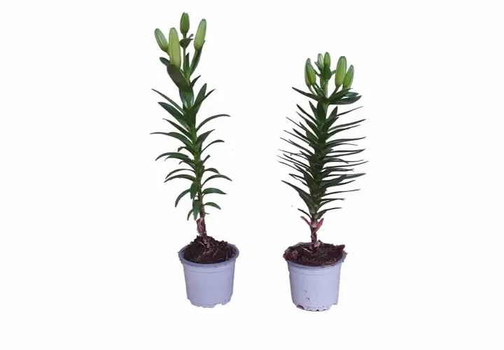 Dos plantas de lirios en maceta, con capullos verdes listos para florecer.
