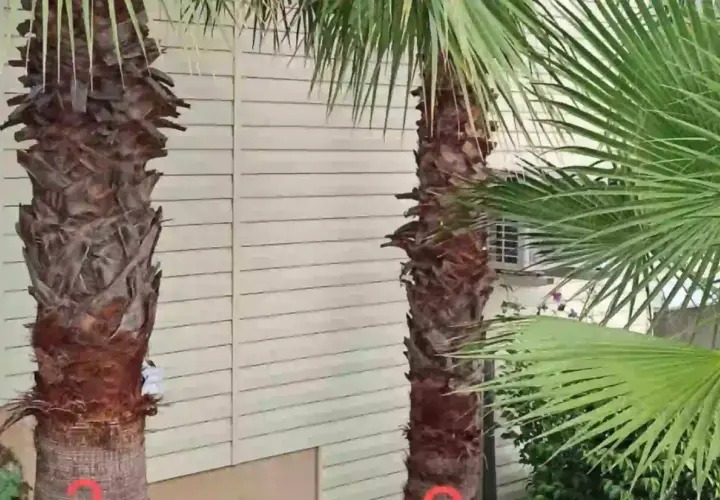 Dos palmeras con troncos rugosos y hojas verdes vibrantes, listas para ser podadas.