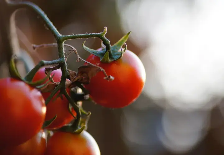 Tomates rojos maduros en una rama. El momento ideal para saber cuando plantar tomates es cuando las heladas han pasado y el sol calienta la tierra.