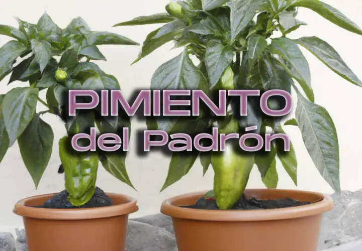 Dos plantas de pimientos de Padrón en macetas, con el texto "PIMIENTO del Padrón". La pregunta de cuántos pimientos de Padrón da una planta se responde con la imagen.