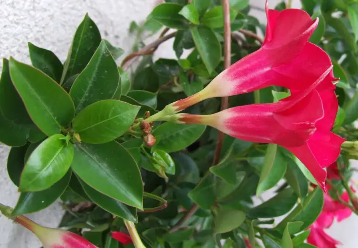 Dipladenia con flores rojas vibrantes y hojas verdes brillantes. Sus cuidados son sencillos para disfrutar de su exuberante floración.
