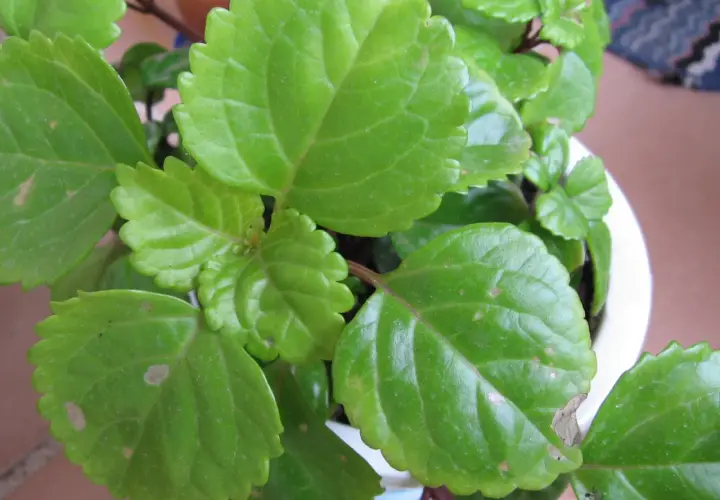 Primer plano de hojas verdes de una planta del dinero mustia, algunas con manchas y bordes secos.