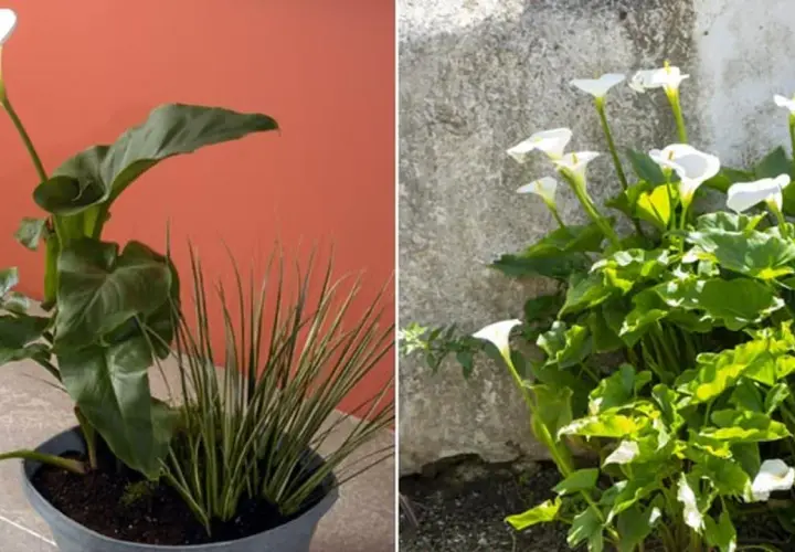Dos composiciones de planta cala: una en maceta con fondo naranja y otra al aire libre junto a un muro de piedra.
