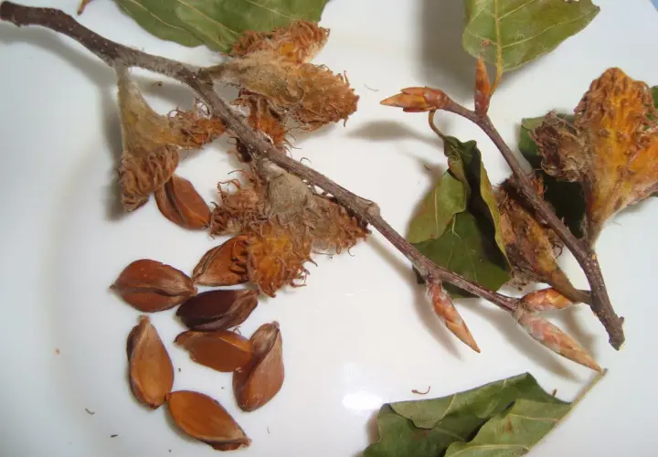 Ramitas con capullos y hojas secas, junto a varias semillas marrones, el fruto del haya.
