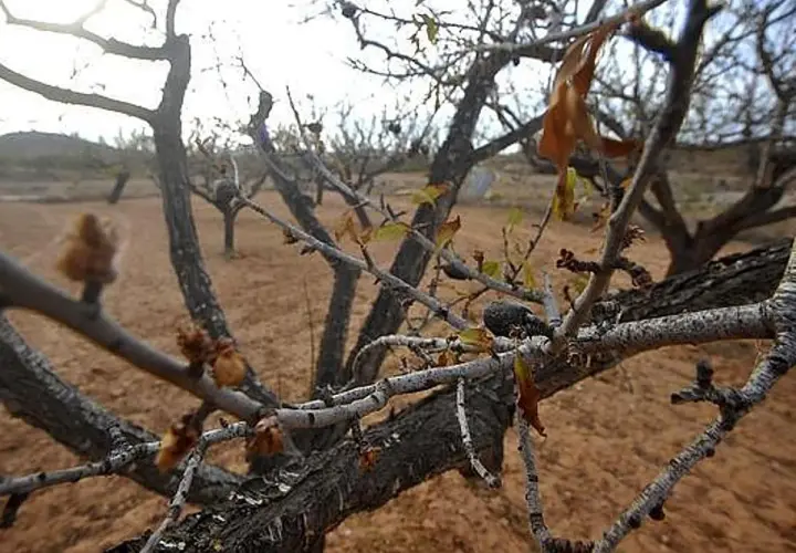 Ramas secas de almendro, con brotes incipientes, sugieren la esperanza de cómo revivir un almendro seco.